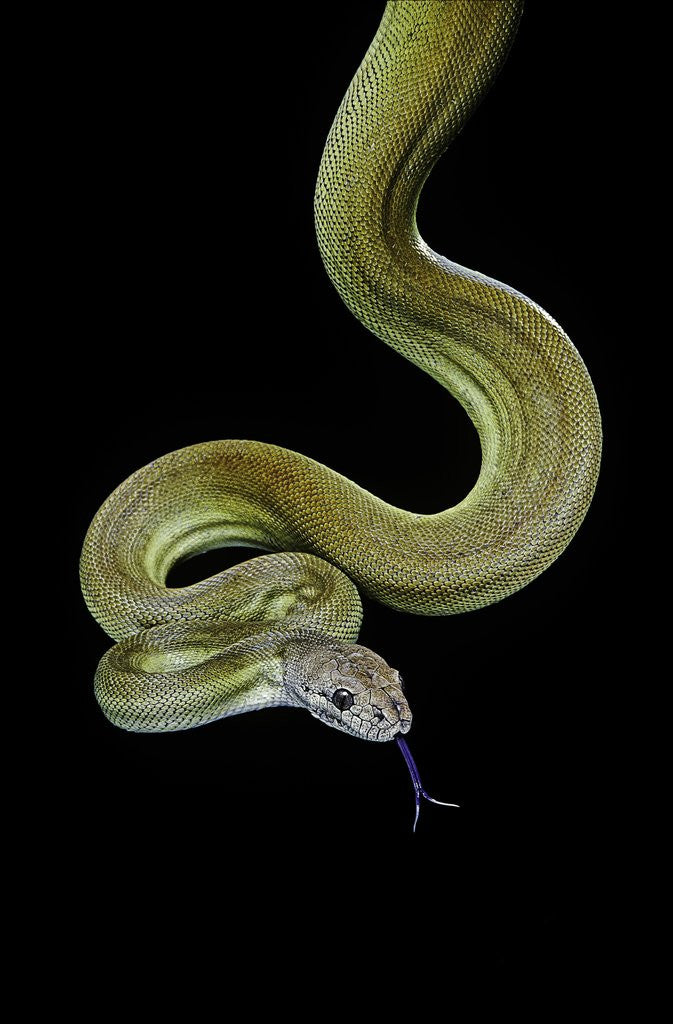 Detail of Apodora papuana (papuan python) by Corbis