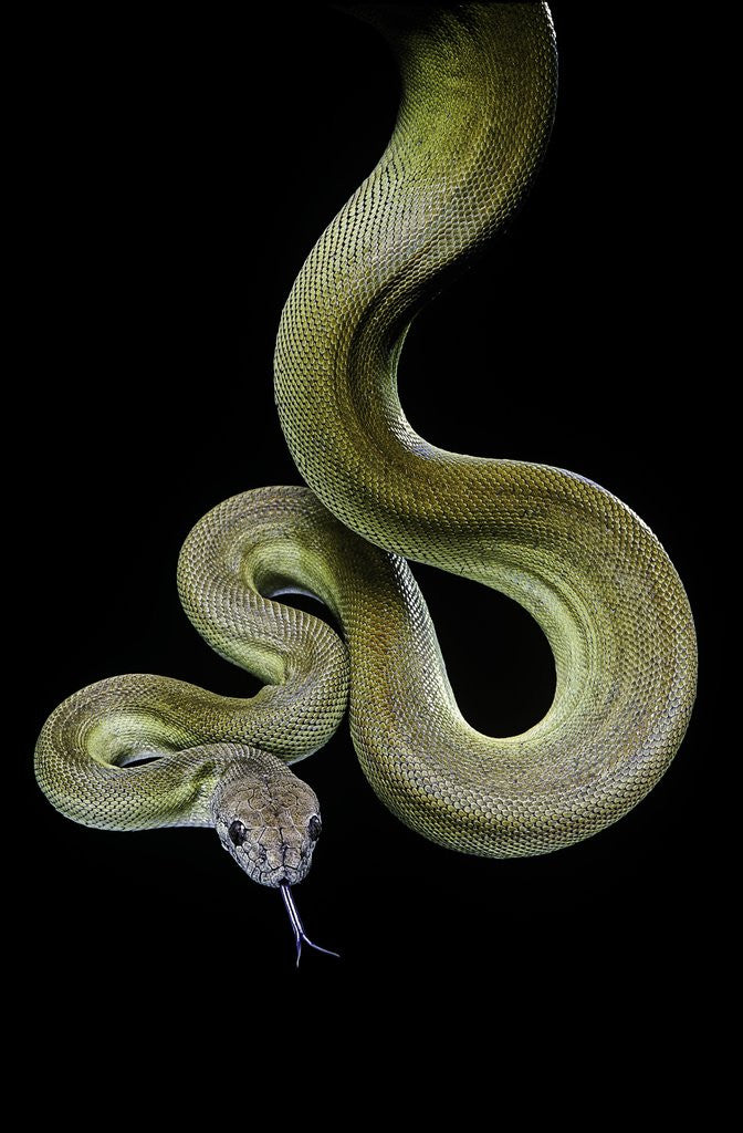 Detail of Apodora papuana (papuan python) by Anonymous