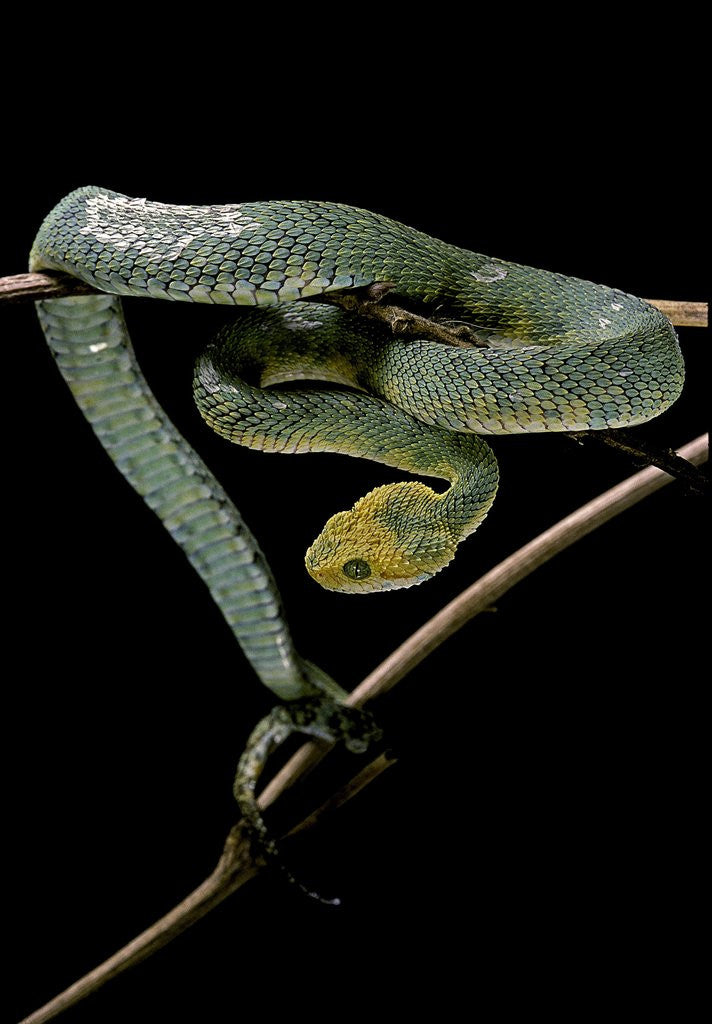 Detail of Atheris chlorechis (bush viper) by Anonymous