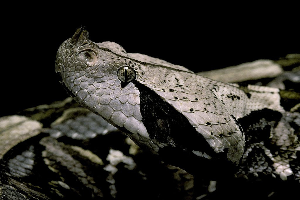 Detail of Bitis gabonica (Gaboon viper) by Anonymous