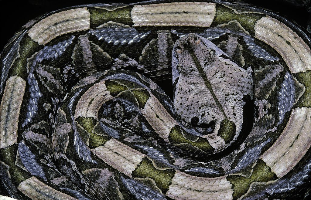 Detail of Bitis gabonica (Gaboon viper) by Anonymous
