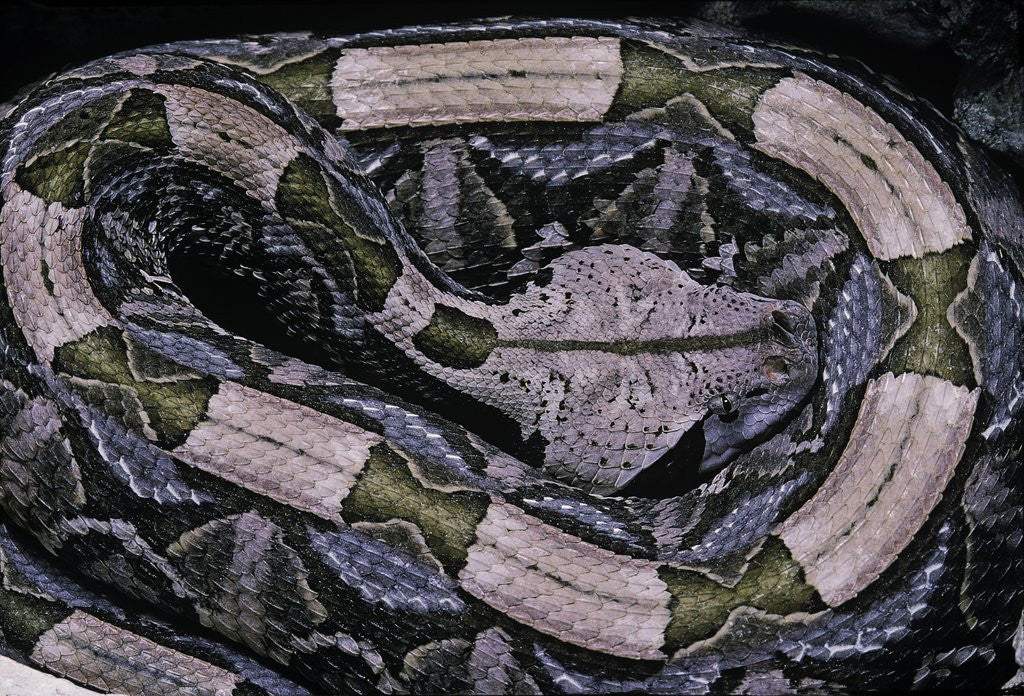 Detail of Bitis gabonica (Gaboon viper) by Anonymous