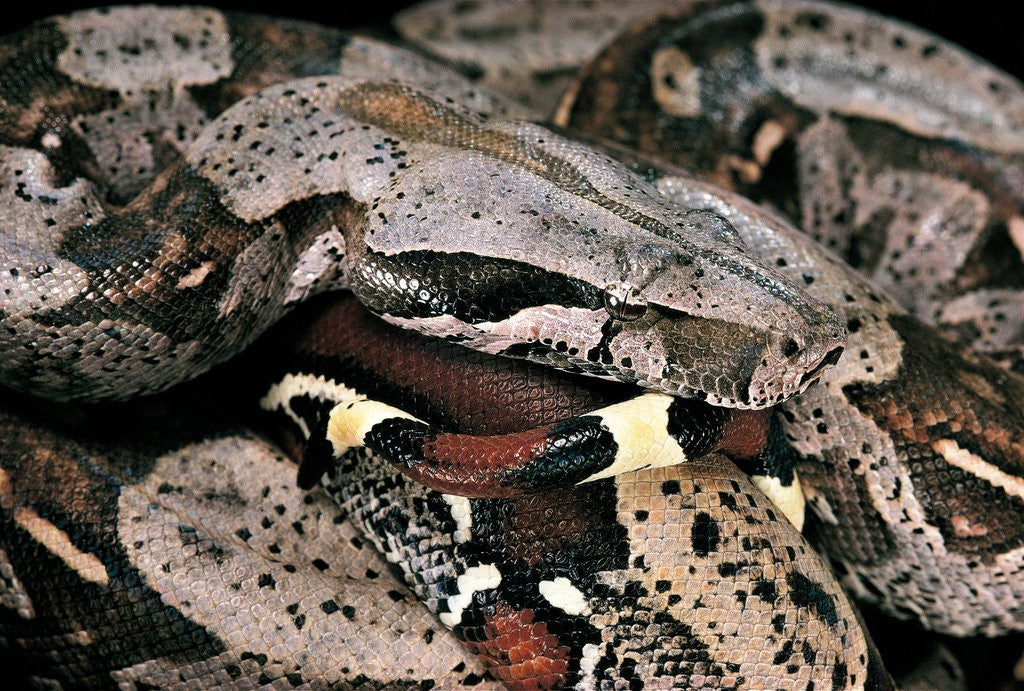 Detail of Boa constrictor by Anonymous
