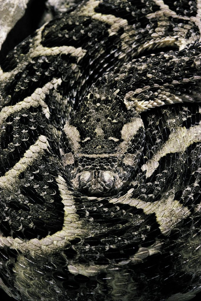 Detail of Bitis arietans (puff adder) by Anonymous
