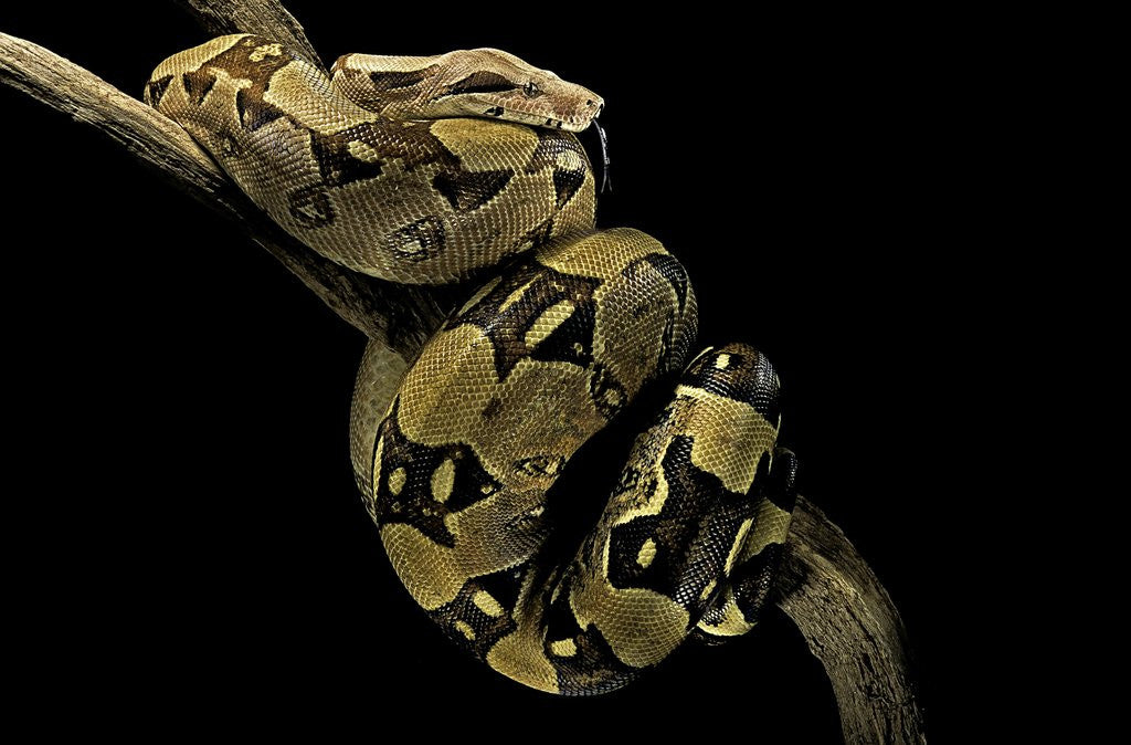 Detail of Boa constrictor by Anonymous