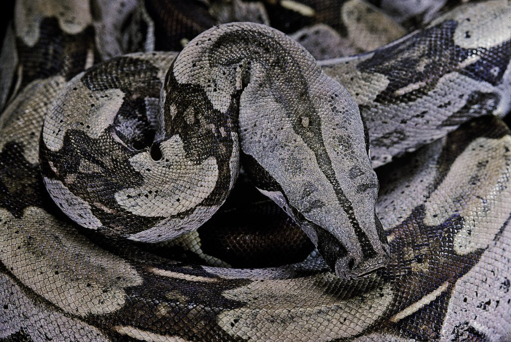 Detail of Boa constrictor constrictor by Anonymous