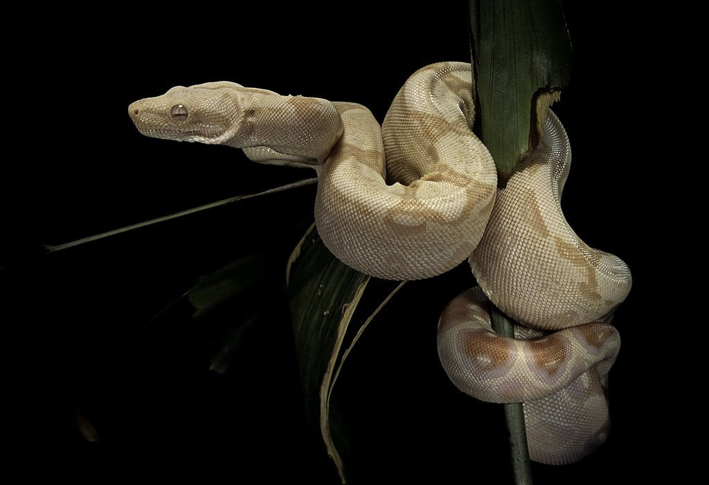 Detail of Boa constrictor f. albino by Anonymous