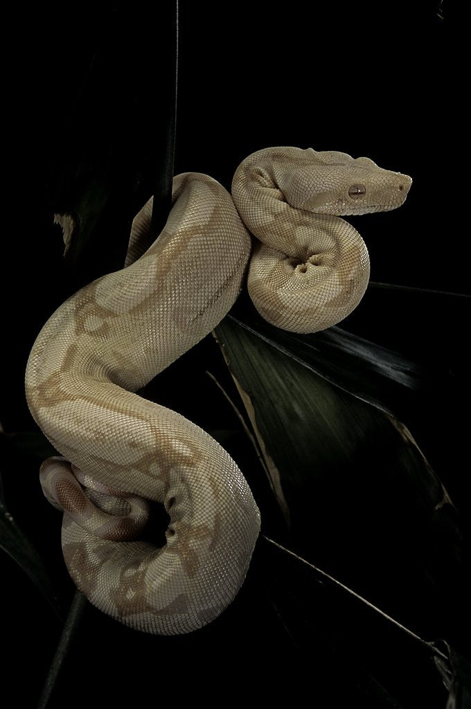 Detail of Boa constrictor f. albino by Corbis
