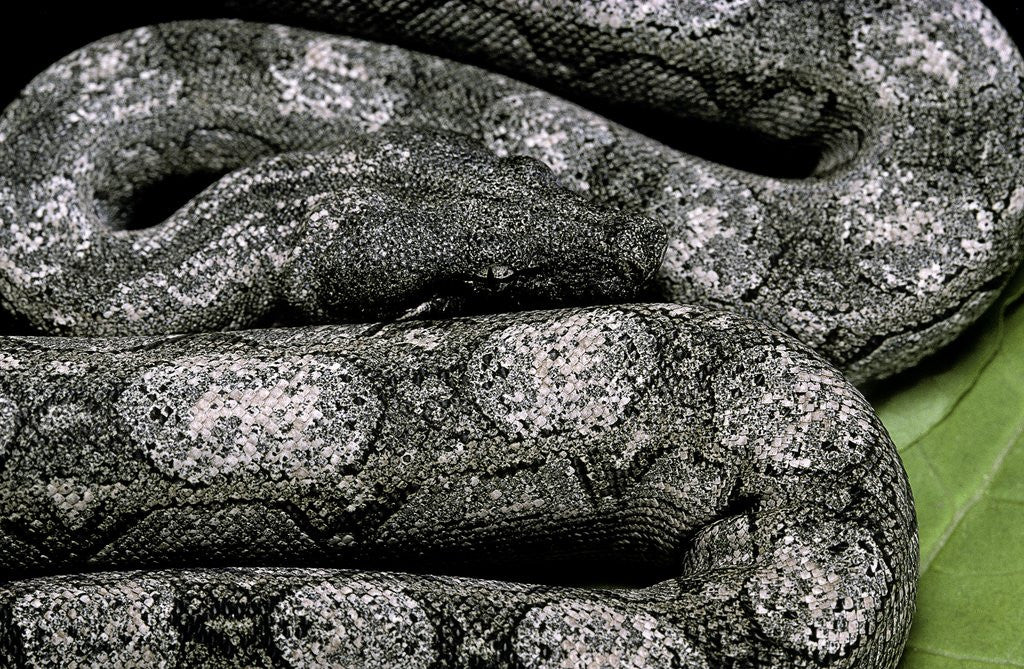 Detail of Boa constrictor occidentalis (Argentine boa constrictor) - young by Anonymous