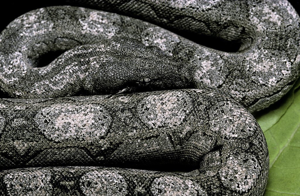 Detail of Boa constrictor occidentalis (Argentine boa constrictor) - young by Corbis