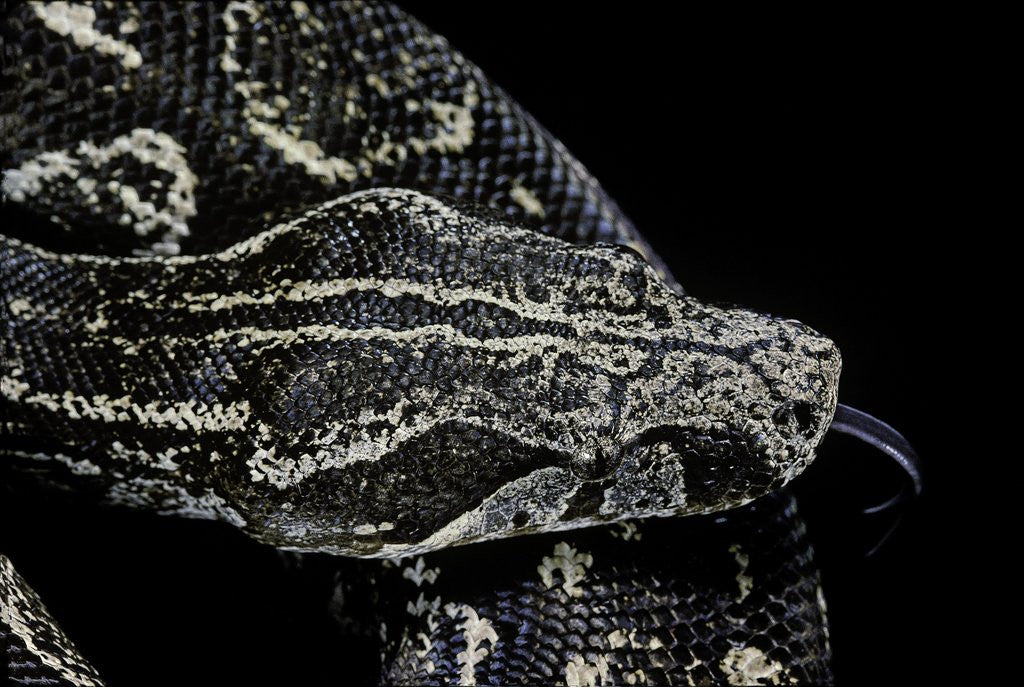Detail of Boa constrictor occidentalis (Argentine boa constrictor) by Anonymous