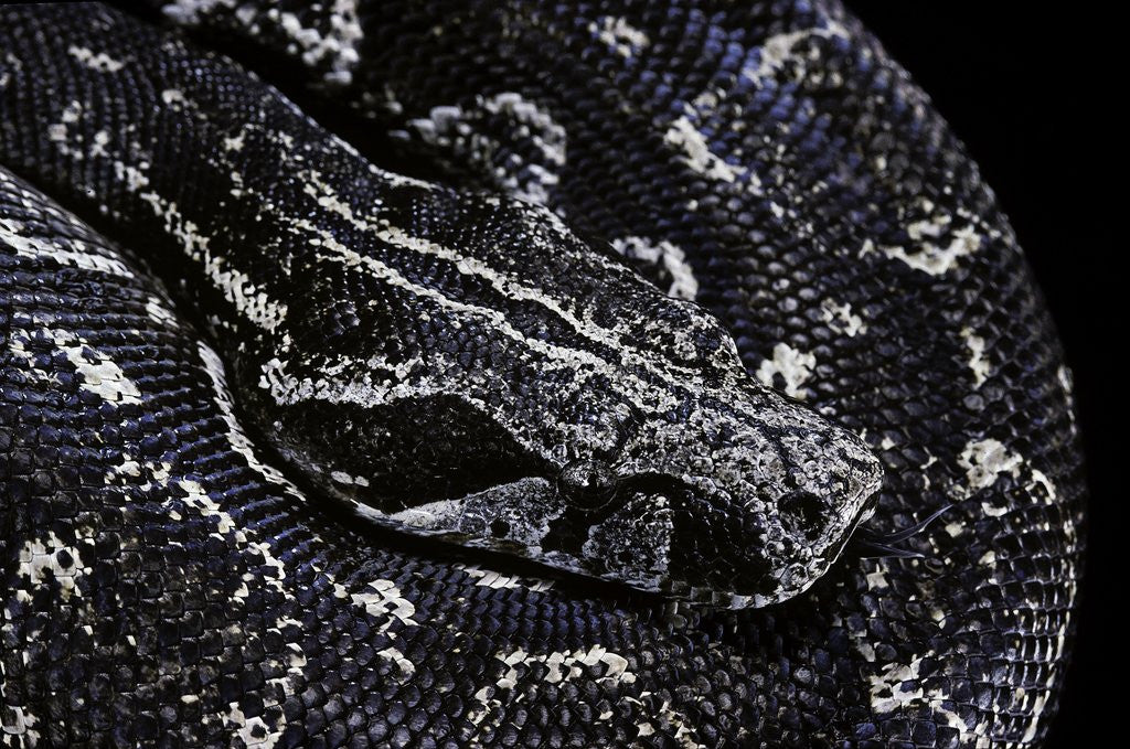 Detail of Boa constrictor occidentalis (Argentine boa constrictor) by Anonymous