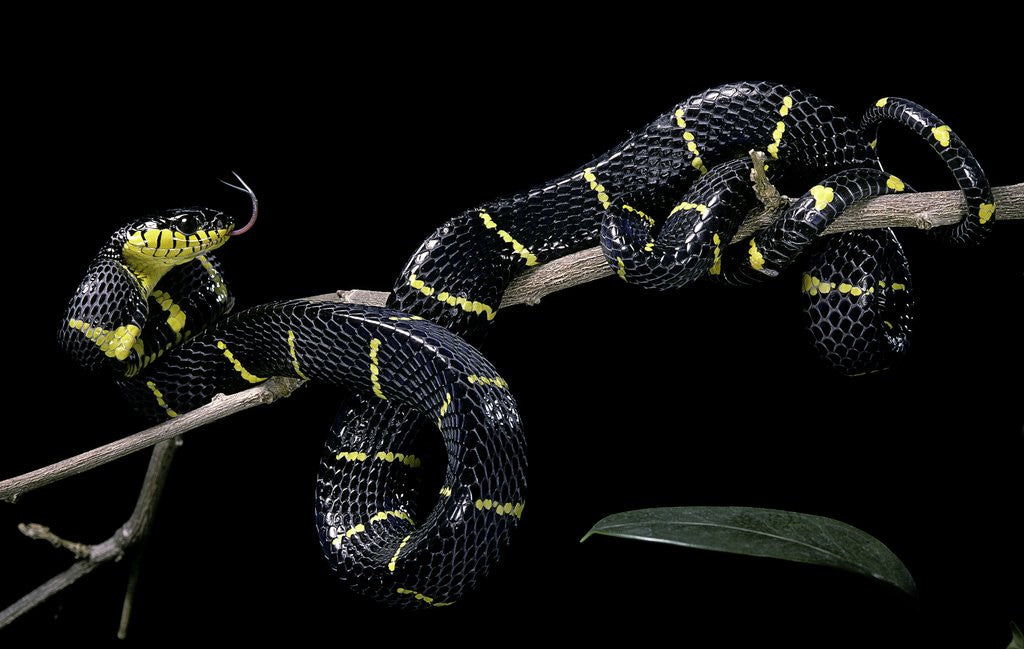 Detail of Boiga dendrophila melanota (mangrove snake) by Anonymous