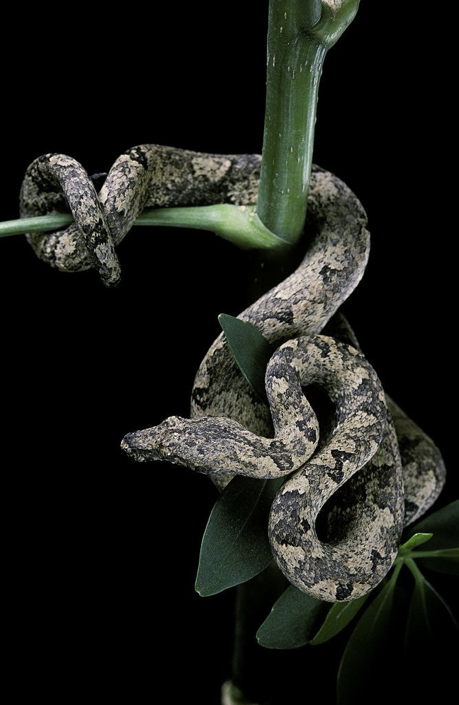 Detail of Candoia carinata carinata (New Guinea tree boa) by Anonymous