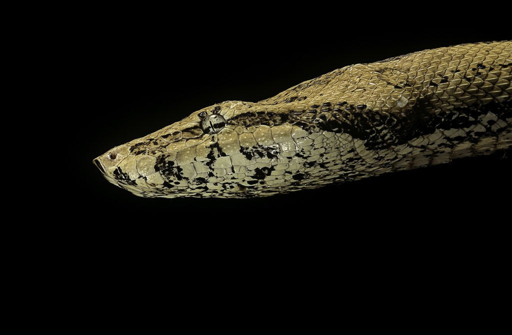 Detail of Candoia paulsoni (Solomon Island ground boa) by Anonymous