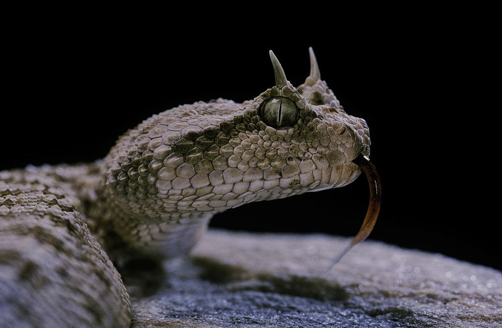 Detail of Cerastes cerastes (horned viper) by Anonymous