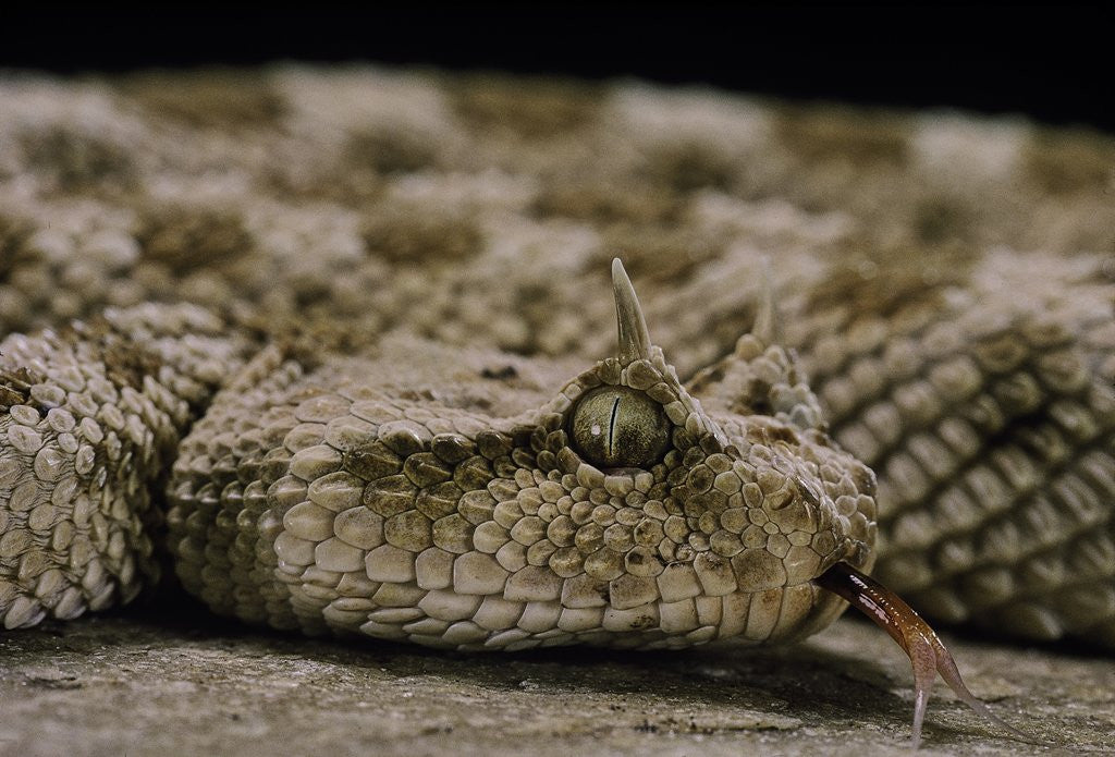 Detail of Cerastes cerastes (horned viper) by Anonymous