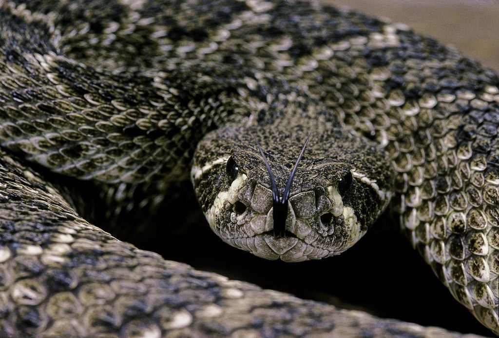 Detail of Crotalus atrox (Western diamondback rattlesnake) by Anonymous