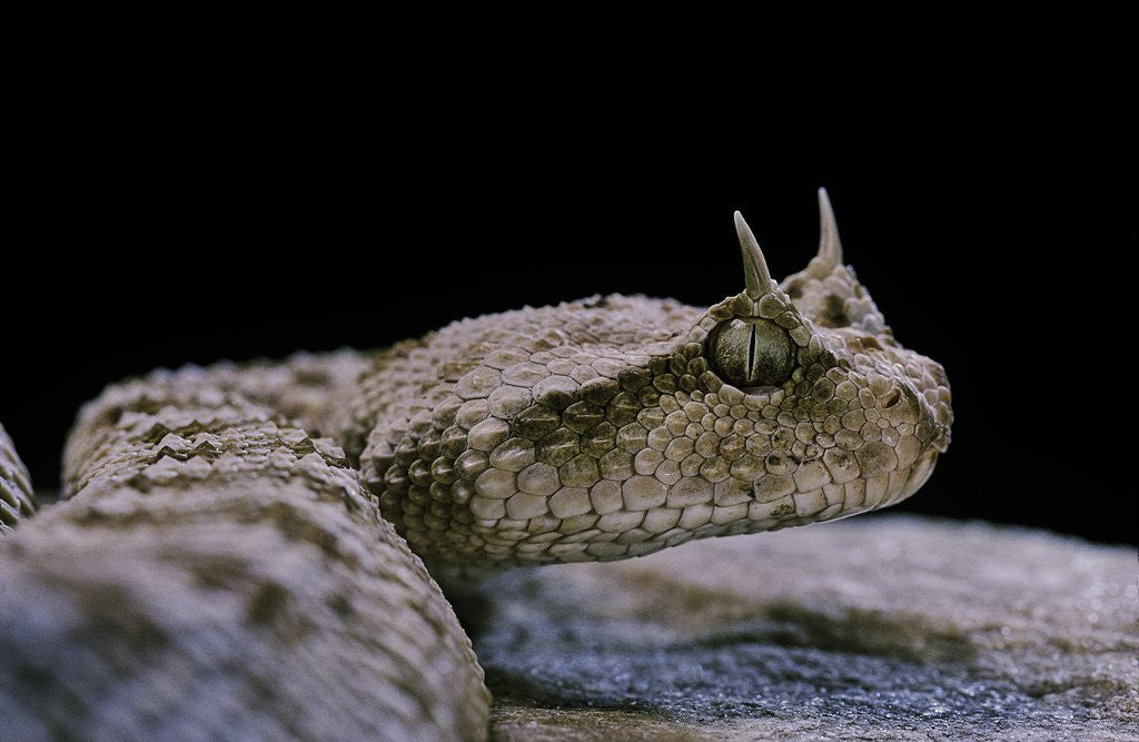 Detail of Cerastes cerastes (horned viper) by Anonymous