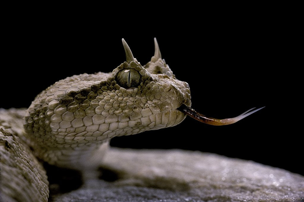 Detail of Cerastes cerastes (horned viper) by Anonymous