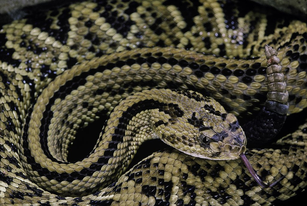 Detail of Crotalus durissus durissus (cascabel rattlesnake) by Anonymous