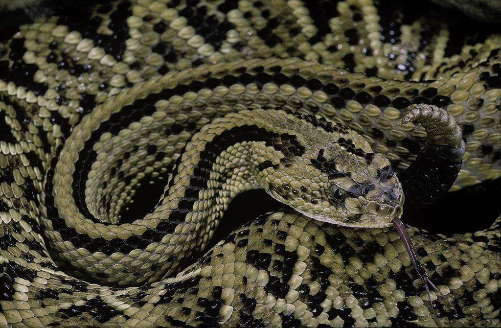 Detail of Crotalus durissus durissus (cascabel rattlesnake) by Anonymous