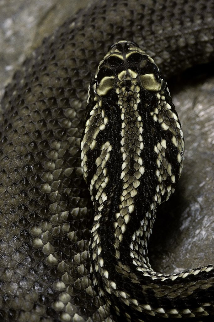 Detail of Crotalus durissus terrificus (cascabel or South american rattlesnake) by Anonymous