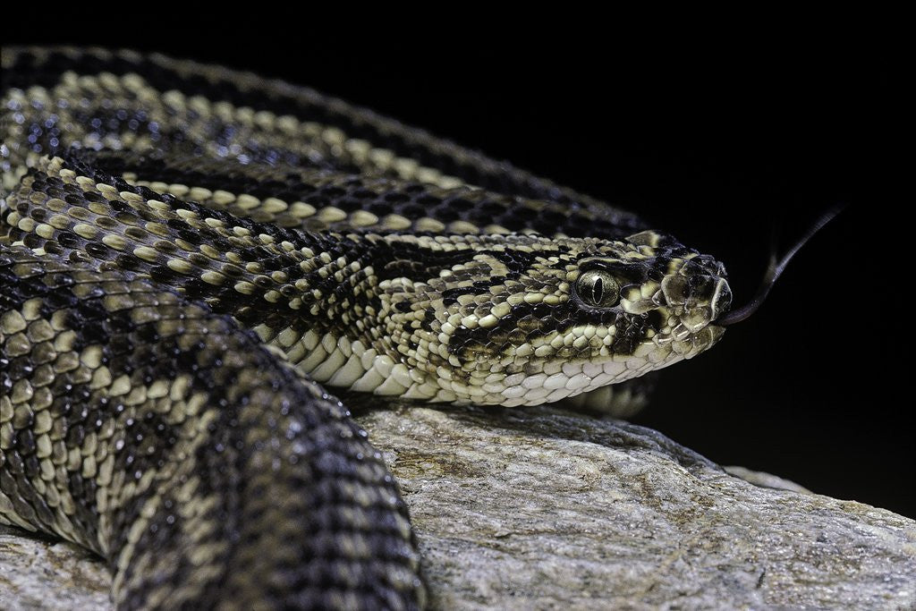 Detail of Crotalus durissus terrificus (cascabel or South american rattlesnake) by Corbis
