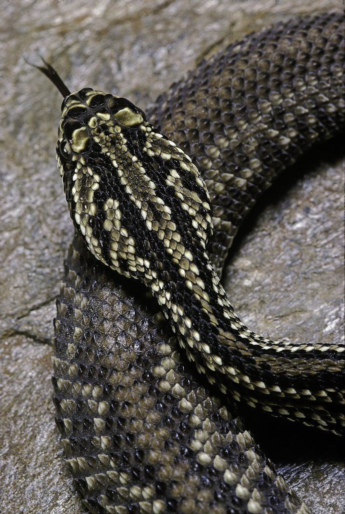 Detail of Crotalus durissus terrificus (cascabel or South american rattlesnake) by Corbis