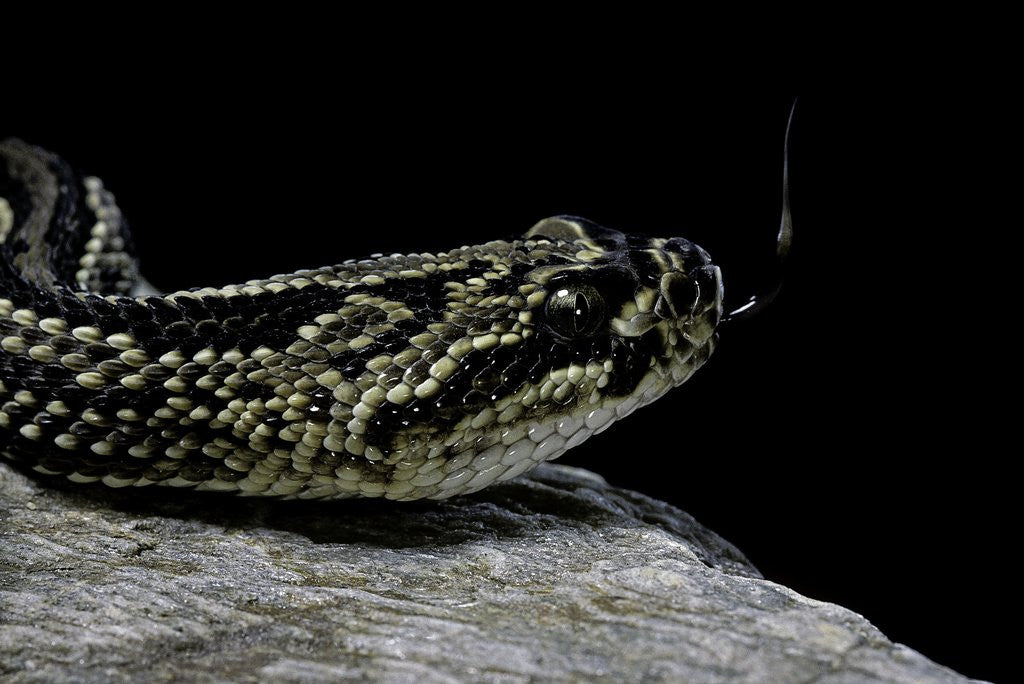Detail of Crotalus durissus terrificus (cascabel or South american rattlesnake) by Anonymous