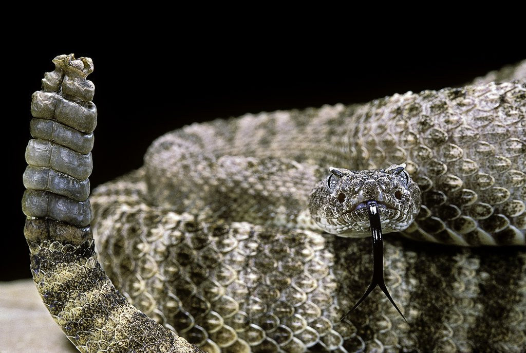 Detail of Crotalus tigris (tiger rattlesnake) by Anonymous