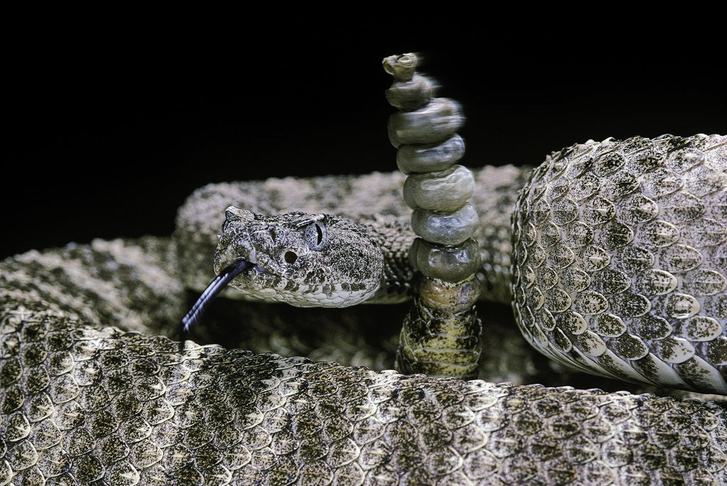 Detail of Crotalus tigris (tiger rattlesnake) by Anonymous