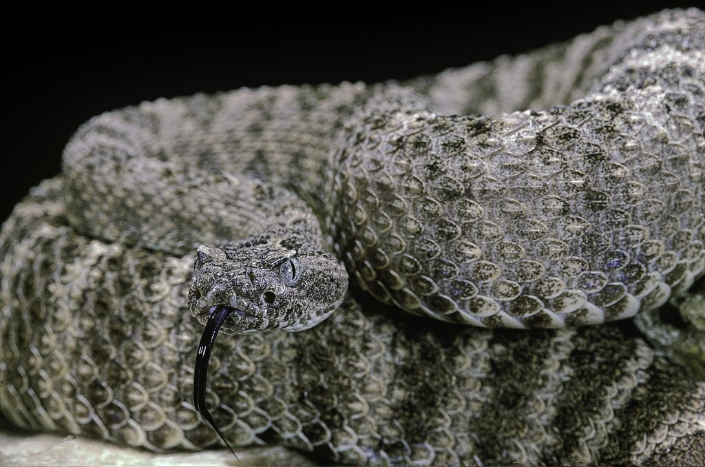 Detail of Crotalus tigris (tiger rattlesnake) by Anonymous