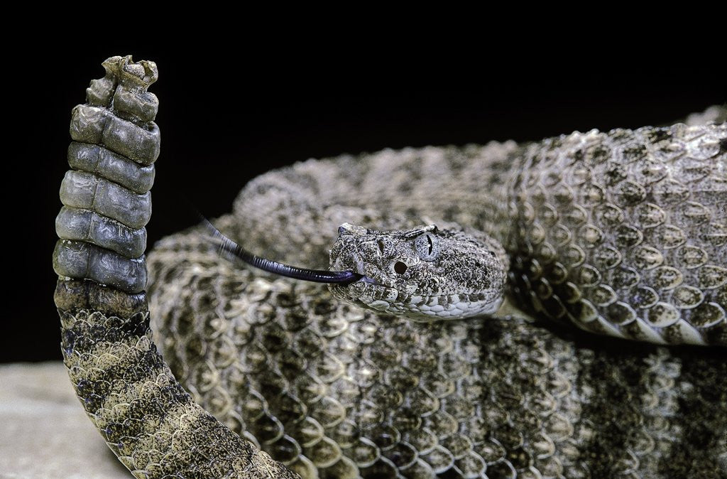 Detail of Crotalus tigris (tiger rattlesnake) by Anonymous