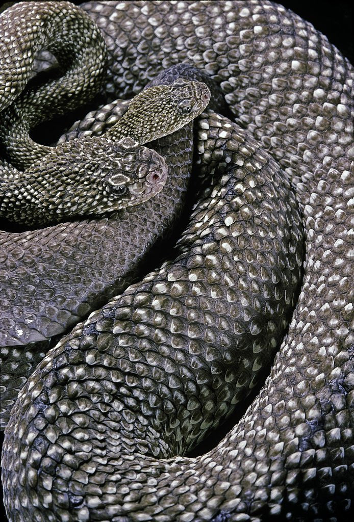 Detail of Crotalus vegrandis (urocoan rattlesnake) by Anonymous
