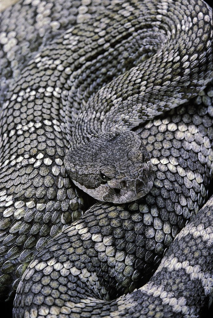 Detail of Crotalus viridis ( prairie rattlesnake) by Anonymous