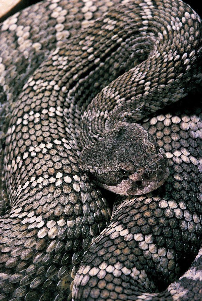 Detail of Crotalus viridis ( prairie rattlesnake) by Anonymous