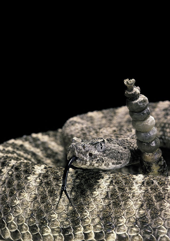 Detail of Crotalus tigris (tiger rattlesnake) by Anonymous