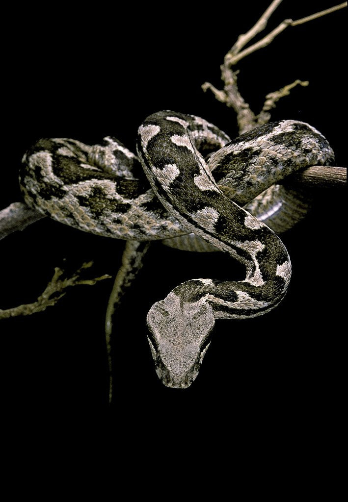 Detail of Daboia lebetina mauritanica (moorish viper) by Anonymous
