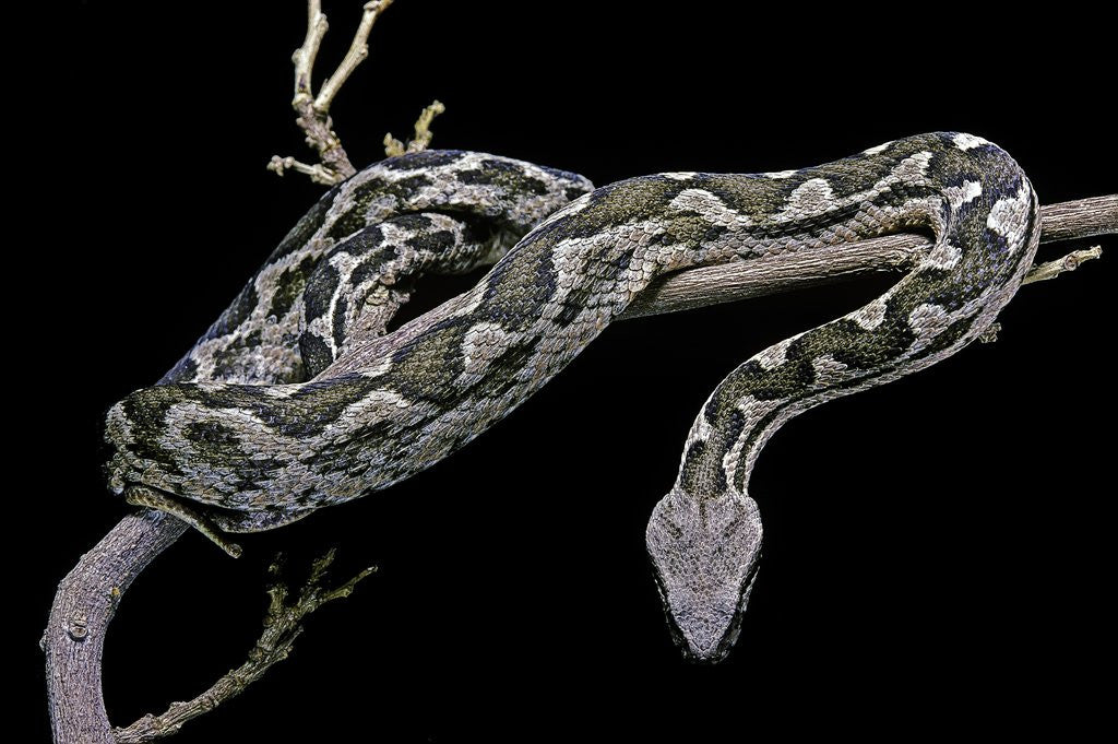 Detail of Daboia lebetina mauritanica (moorish viper) by Anonymous