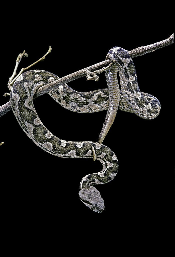 Detail of Daboia lebetina mauritanica (moorish viper) by Anonymous