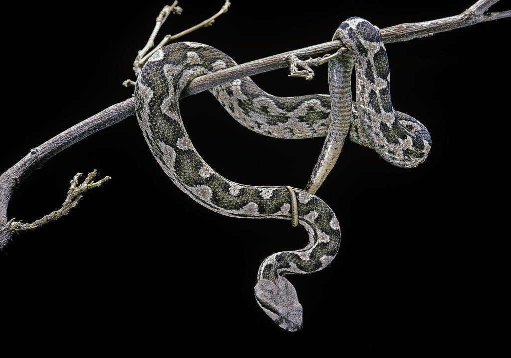 Detail of Daboia lebetina mauritanica (moorish viper) by Anonymous