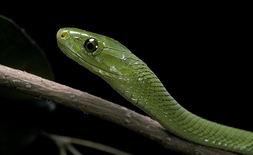Detail of Dendroaspis angusticeps (common mamba) by Anonymous