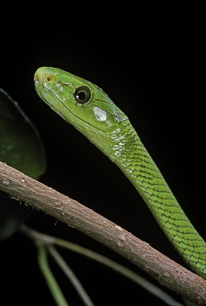 Detail of Dendroaspis angusticeps (common mamba) by Corbis