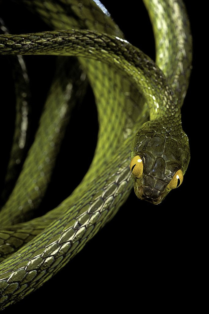 Detail of Dipsadoboa duchesnii by Anonymous
