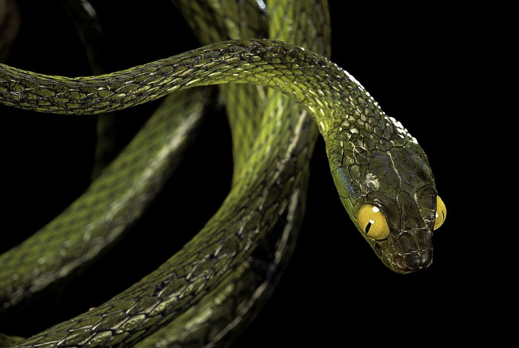 Detail of Dipsadoboa duchesnii by Anonymous