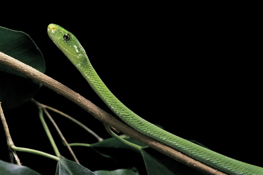 Detail of Dendroaspis angusticeps (common mamba) by Anonymous