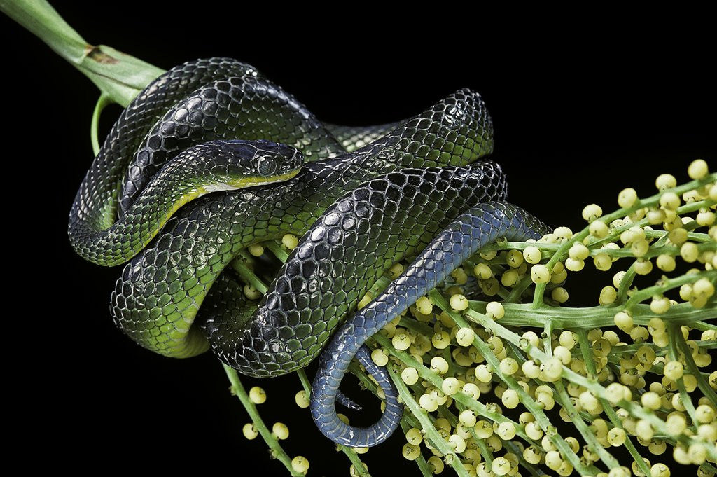 Detail of Dipsadoboa unicolor (Gunther's green tree snake) by Anonymous