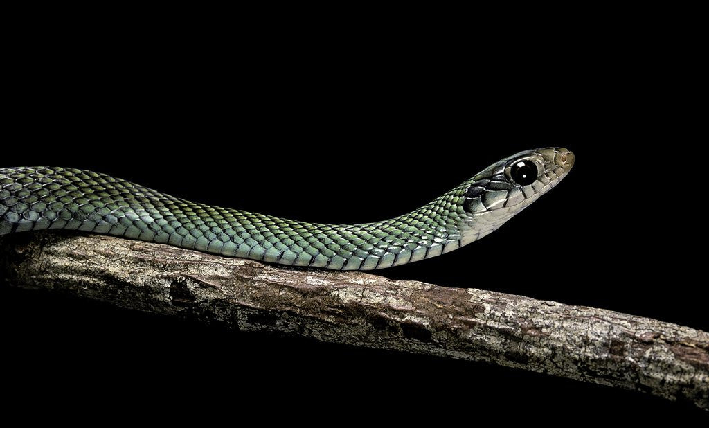 Detail of Drymobius margaritiferus (speckled racer) by Anonymous
