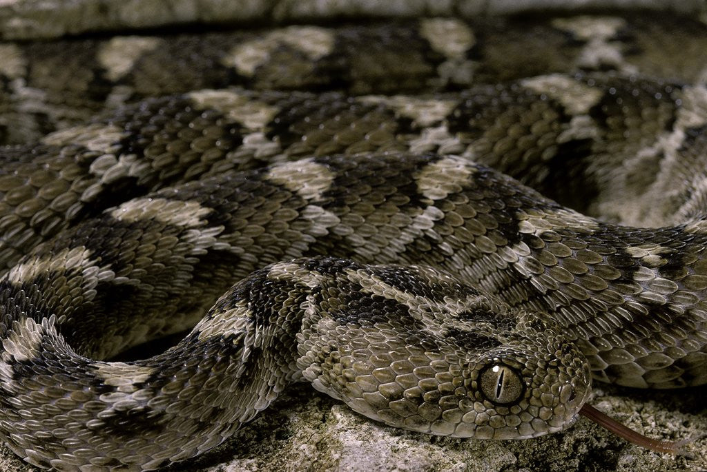 Detail of Echis leucogaster (Roman's saw-scaled viper) by Anonymous